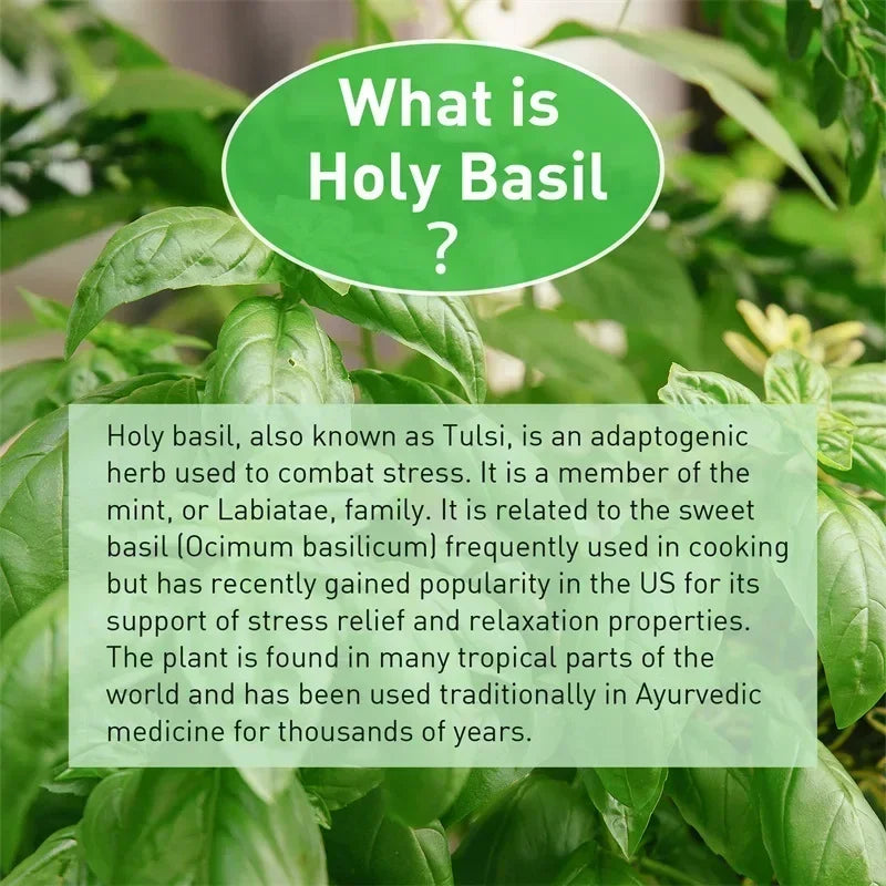Holy Basil Capsules - Enhance Immunity, Relieve Stress, Relax The Body and Mind, Improve Vitality and Energy Levels