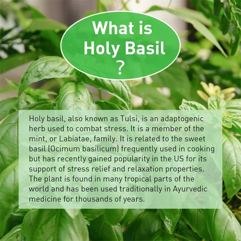Holy Basil Capsules - Enhance Immunity, Relieve Stress, Relax The Body and Mind, Improve Vitality and Energy Levels